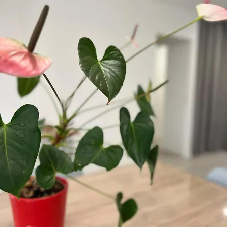 Maison 6 Personnes Petosse